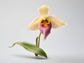 Lady Sliper OrchidÂ flower in studio background, single lady sliperÂ flower, Beautiful flower images Royalty Free Stock Photo