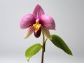 Lady Sliper OrchidÂ flower in studio background, single lady sliperÂ flower, Beautiful flower images Royalty Free Stock Photo