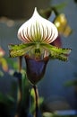 Lady slipper