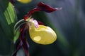Lady Slipper Cypripedium calceolus flower backlit