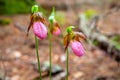 Lady slipper flowers in Acadia National Park, Maine, USA