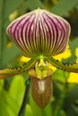 Lady Slipper Orchid