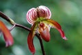 Lady slipper (orchid)