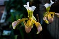 Lady slipper orchid, Cypripedioideae Paphiopedilum, in foreground Royalty Free Stock Photo