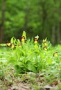 Lady slipper orchid Cypripedium calceolus Royalty Free Stock Photo