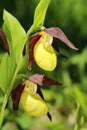 Lady slipper orchid Cypripedium calceolus Royalty Free Stock Photo