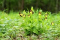 Lady slipper orchid Cypripedium calceolus Royalty Free Stock Photo