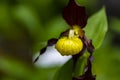 Lady slipper orchid in the garden Royalty Free Stock Photo