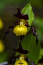 Lady slipper orchid in the garden Royalty Free Stock Photo