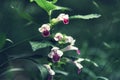 Lady Slipper Orchid Cypripedium reginae white and purple flower, selective focus. Blurred background Royalty Free Stock Photo