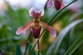Lady Slipper orchid flower Paphiopedilum  or Venus slipper, closeup Royalty Free Stock Photo