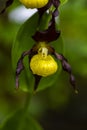 Lady slipper orchid in the garden Royalty Free Stock Photo