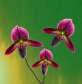 Lady slipper orchid on green and yellow background