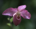 Lady Slipper Orchid