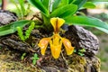 Lady Slipper Orchid, Orchidaceae, Paphiopedilum villosum