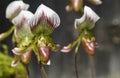 Lady Slipper Orchid Paphiopedilum Royalty Free Stock Photo