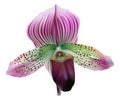 Lady slipper orchid - Paphiopedilum maudiae. Royalty Free Stock Photo