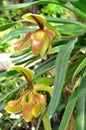 Lady slipper orchid or Paphiopedilum villosum (Lindley) Stein