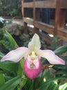 Lady Slipper orchid Royalty Free Stock Photo