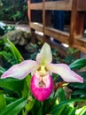 Lady Slipper orchid Royalty Free Stock Photo