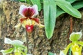 Lady slipper orchid Royalty Free Stock Photo