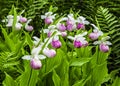 Lady slipper orchids