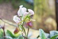 `lady slipper` Thai orchid Royalty Free Stock Photo