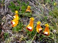 Lady Slippers flowers in Torres del Paine National Park, southern Patagonia, Chile Royalty Free Stock Photo