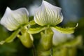 Lady slippers orchid, Paphiopedilum orchid Royalty Free Stock Photo