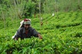 Lady Tea Worker At The Tea Plantation Royalty Free Stock Photo