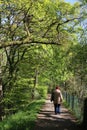 Lady walking on footpath in wood, sunny spring day Royalty Free Stock Photo