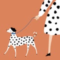 Lady walking the dalmatian. Funny purebred dog and woman in black and white dress. Vector illustration. Royalty Free Stock Photo