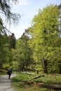 Lady walking, footpath through trees at Tarn Hows