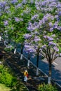 A lady walking under Purple jacaranda tree blooming in Sping sunny day