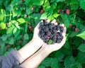 Lady in winter jacket with hands in full palms of fresh harvested ripe blackberries, abundant berry bush background, organic Royalty Free Stock Photo