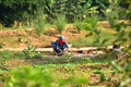 Lady worker planting new seedlings