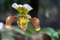 Lady& x27;s-slipper orchid close up
