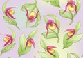 Lady's slipper orchid, Cypripedioideae, Seamless pattern, background.