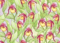 Lady's slipper orchid, Cypripedioideae, Seamless pattern, background.