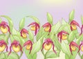 Lady's slipper orchid, Cypripedioideae, Seamless pattern, background.