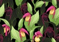 Lady's slipper orchid, Cypripedioideae, Seamless pattern, background. Vector illustration.