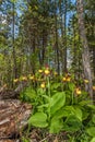 Lady's-slipper orchid (Cypripedium calceolus)