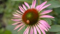 ladybag on the echinocea Royalty Free Stock Photo