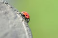 Ladybeetle Royalty Free Stock Photo