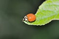 Ladybeetle Royalty Free Stock Photo