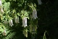 Ladybells Adenophora khasiana 2