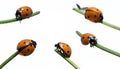 Ladybird Royalty Free Stock Photo