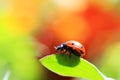 Ladybird Royalty Free Stock Photo