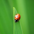 Ladybug. Ladybird. Royalty Free Stock Photo