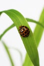 Ladybird